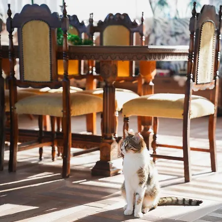 Terrace Cordon Palace * Sakarya (Marmara)